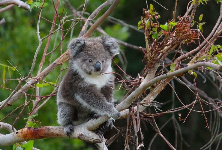 A fluffy koala sitting on a branch during a tour with Wildlife Wonders, Great Ocean Road, Victoria ©  Wildlife Wonders / Mark LePla