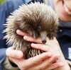 Echidna at Kangaroo Island Wildlife Park, Kangaroo Island, SA © Maxime Coquard