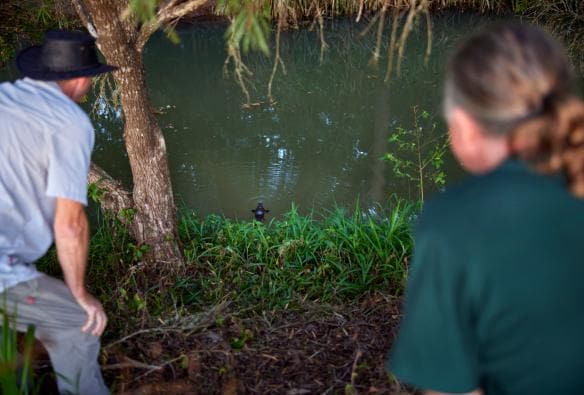 Tour group looking for platypus at Peterson Creek, near Cairns, Queensland © Tourism and Events Queensland