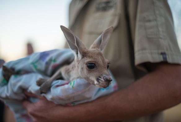 A kangaroo joey snuggled in blankets at The Kangaroo Sanctuary, Alice Springs, Northern Territory © Tourism NT/Matt Glastonbury 