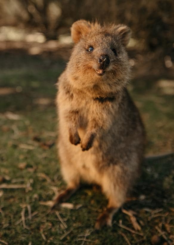 Quokka standing on grass on Rottnest Island, Western Australia © Tourism Western Australia