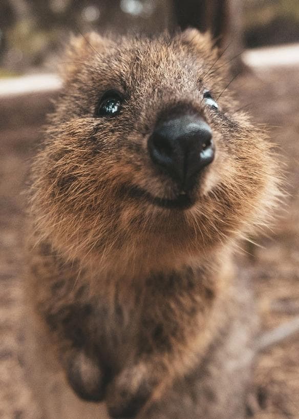 A quokka smiling at the camera on Rottnest Island, Western Australia © James Vodicka