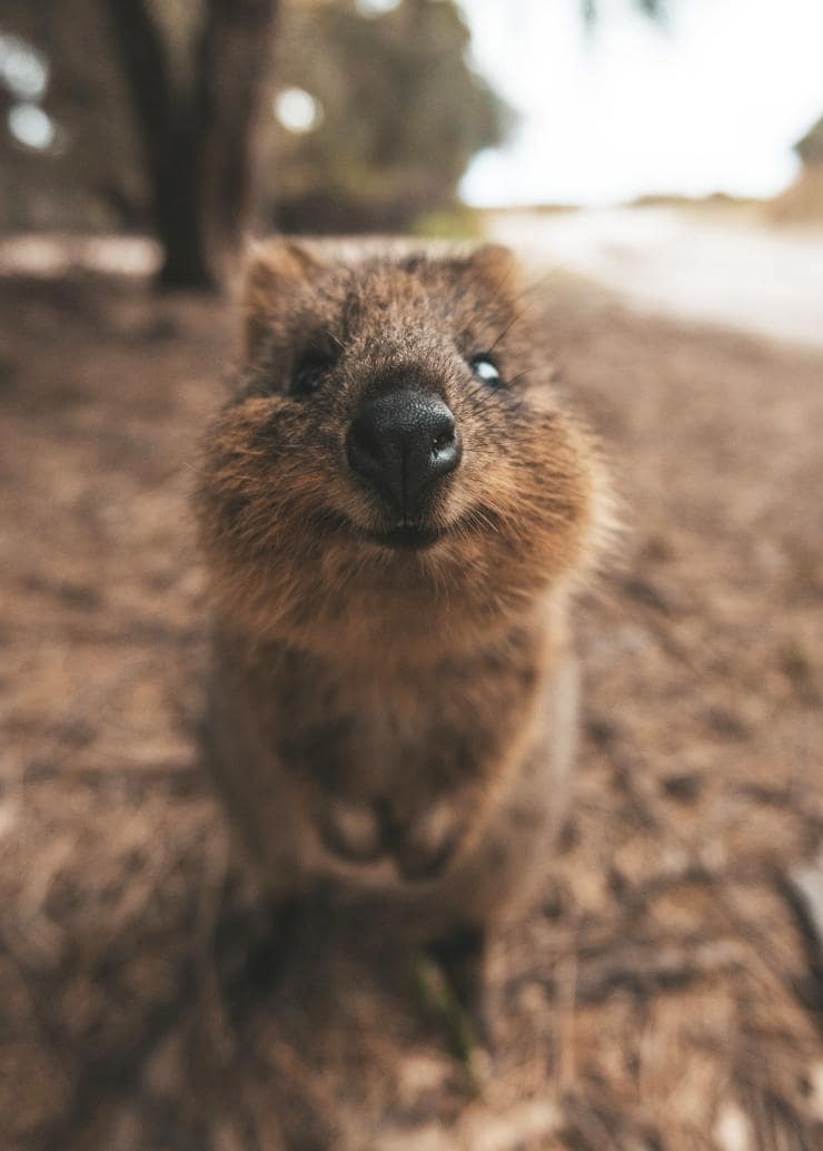 A quokka smiling at the camera on Rottnest Island, Western Australia © James Vodicka