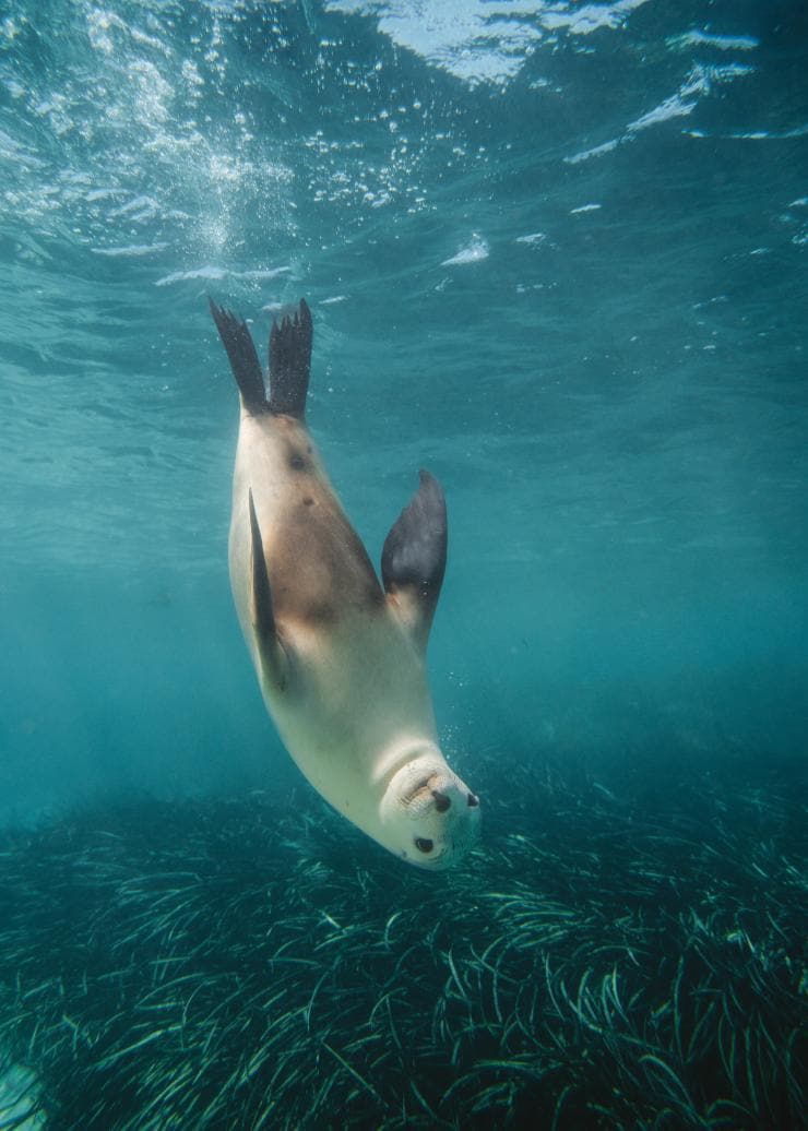 A sea lion swimming upside down while looking at the camera on the Eyre Peninsula, South Australia © Charlie Conybeare