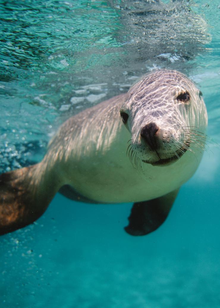 Woman swimming with sea lions on a tour with Calypso Star Charters, Eyre Peninsula, South Australia © Jaxon Foale