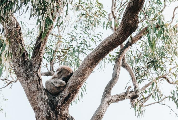 A koala sleeping in a eucalyptus tree on Raymond Island, Victoria © everyday nicky 