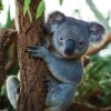 Koala at WILD LIFE Sydney Zoo, Sydney, NSW © Tourism Australia