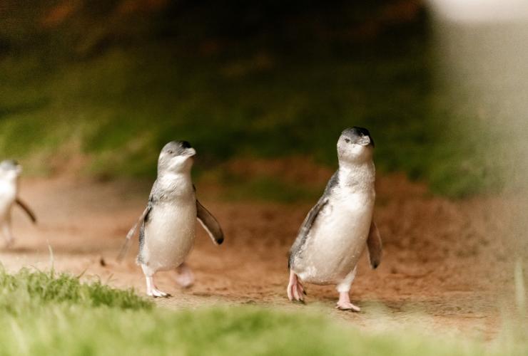 Penguins waddle along a path on Phillip Island, Victoria © Visit Victoria