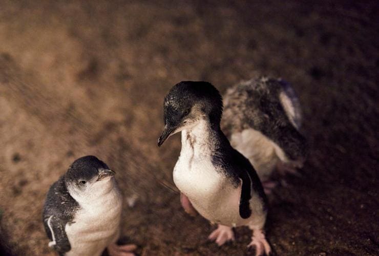 Close up of penguins on Phillip Island, Victoria © Tourism Australia 