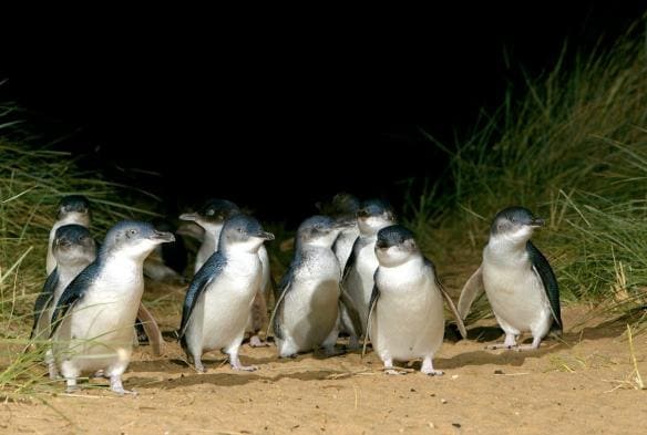 A group of penguins at Phillip Island Nature Park, Phillip Island, Victoria © Phillip Island Nature Park