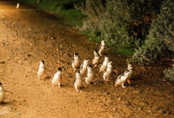 Group of penguins waddling along a path on Phillip Island, Victoria © Visit Victoria 