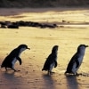 Little penguins, Phillip Island Nature Park, VIC © Phillip Island Nature Park