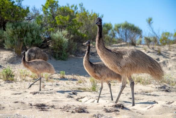 Emus on the sand in Lincoln National Park, Eyre Peninsula, South Australia © Tourism Australia