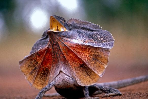 Frilled neck lizard © Tourism Australia 
