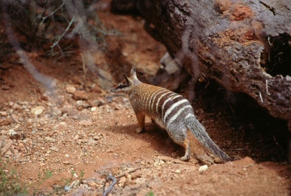 Numbat walking on red rock © Tourism Australia 