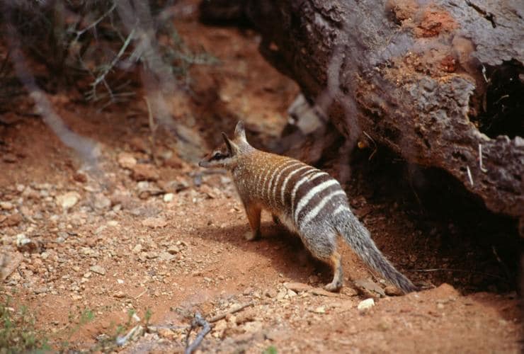 Numbat walking on red rock © Tourism Australia 