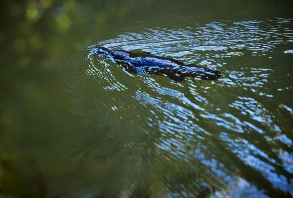 A platypus swimming through the water, Wait-A-While Rainforest Tours, Cairns, Queensland © Tourism and Events Queensland 