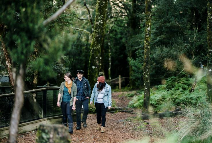 Friends walking through the forest at Devils @ Cradle, Cradle Mountain, Tasmania © Tourism Australia 