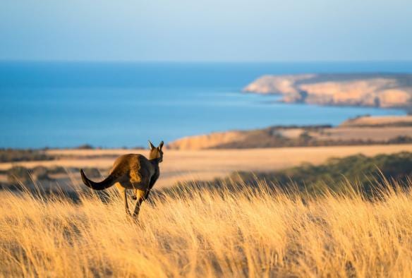Kangaroo hopping through the grass toward the coastline at Middle River, Kangaroo Island, South Australia © Ben Goode