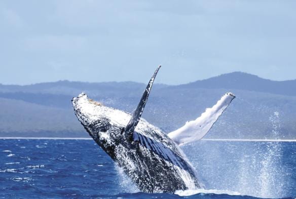 Humpback whale breaching in Hervey Bay, Queensland © JZphotography