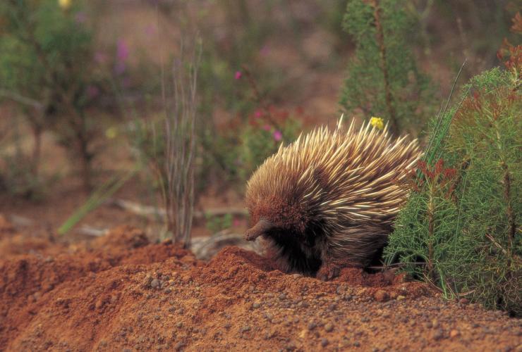 Echidna on Kangaroo Island, South Australia © South Australian Tourism Commission/Milton Wordley