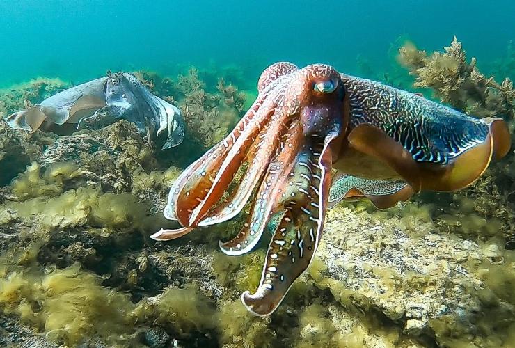 Cuttlefish among seaweed at Point Lowly, Eyre Peninsula, South Australia © Chris Bell 