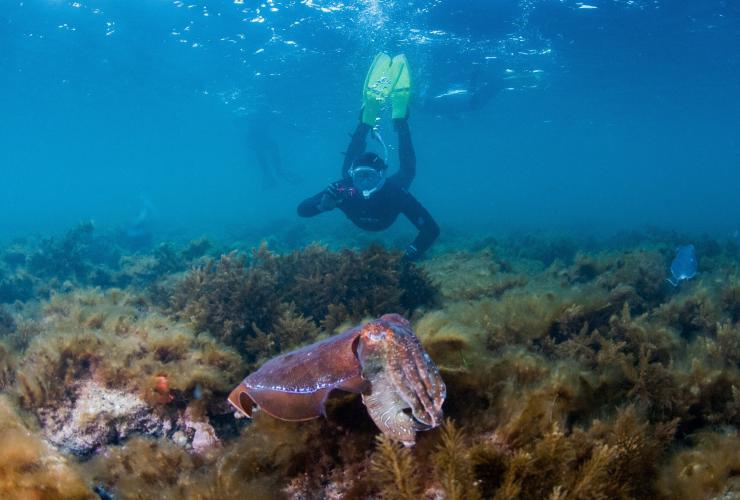 Diver swimming with a cuttlefish at Stony Point, Eyre Peninsula, South Australia © Carl Charter 