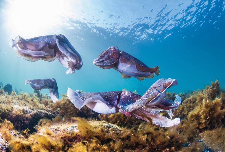 Group of cuttlefish at Stony Point, South Australia © Carl Charter/South Australian Tourism Commission
