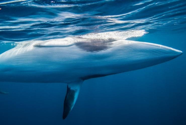 A minke whale underwater with Mike Ball Dive Expeditions, Cairns, Queensland © Mike Ball Dive Expeditions 
