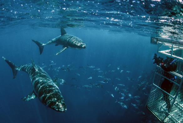 Sharks swimming outside a cage on a tour with Rodney Fox Shark Expeditions, Port Lincoln, South Australia © Sam Cahir 