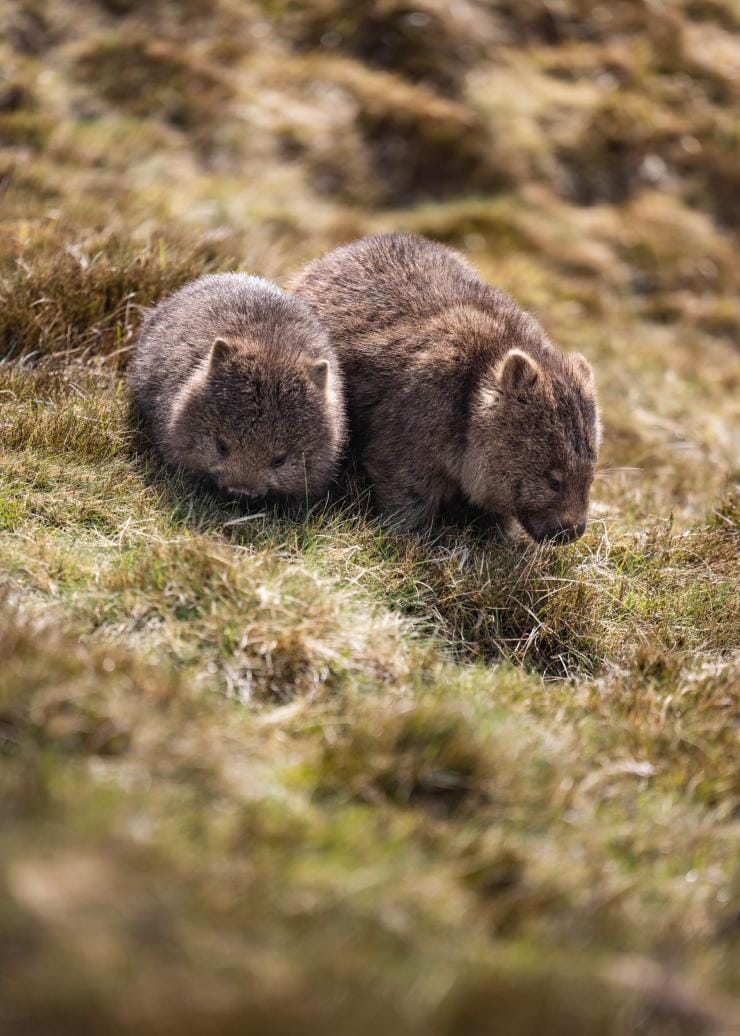 Pair of wombats eating grass on Cradle Mountain, Tasmania © Dearna Bond 