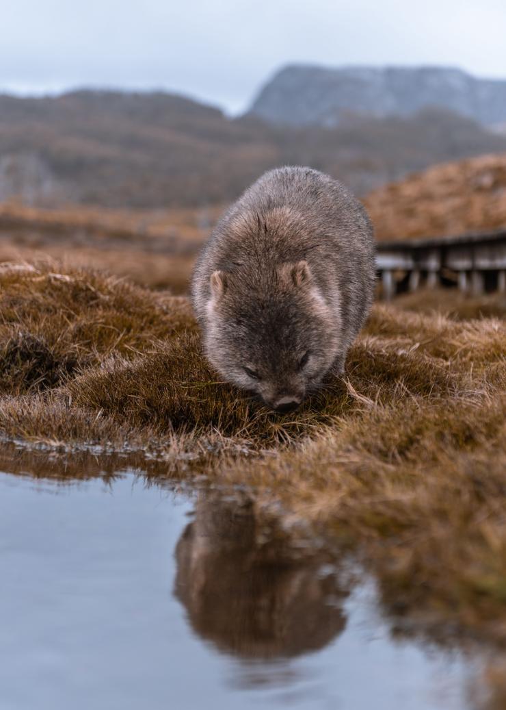 Wombat grazing beside a boardwalk along the Overland Track, Cradle Mountain, Tasmania © Jess Bonde