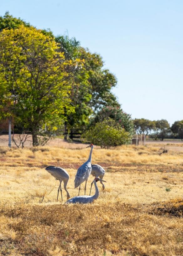 Wild brolgas in outback Queensland © Tourism and Events Queensland 
