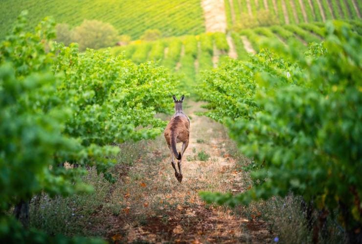 A kangaroo hops between rows of a vineyard at One Tree Hill, Adelaide Hills, South Australia © South Australian Tourism Commission 