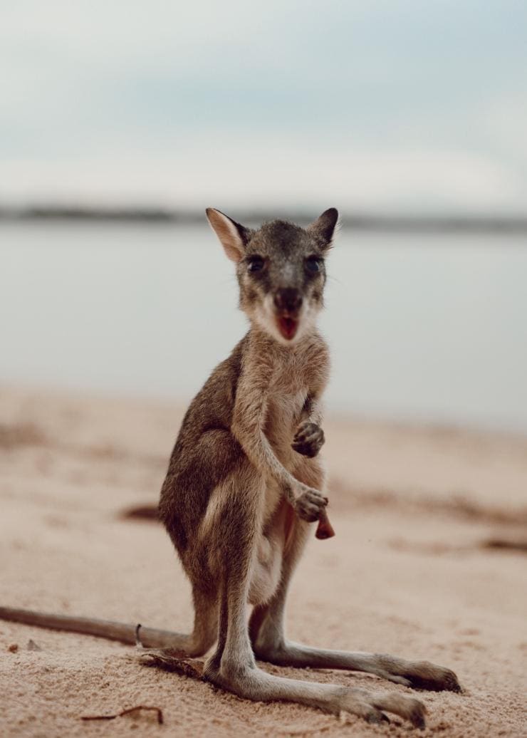 A tiny wallaby stands on the beach and looks at the camera on the Tiwi Islands, Northern Territory © Tourism NT/Elise Cook 