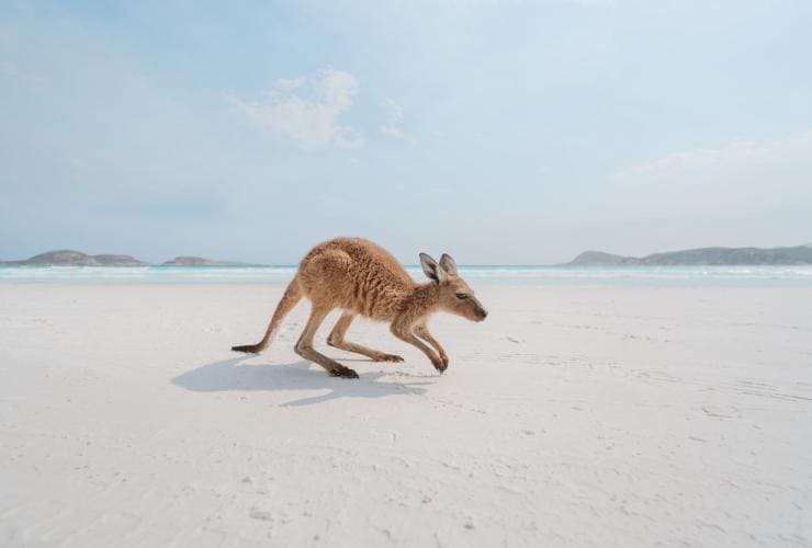 A small kangaroo hops along the white sand of Twilight Beach, Esperance, Western Australia © Tourism Australia