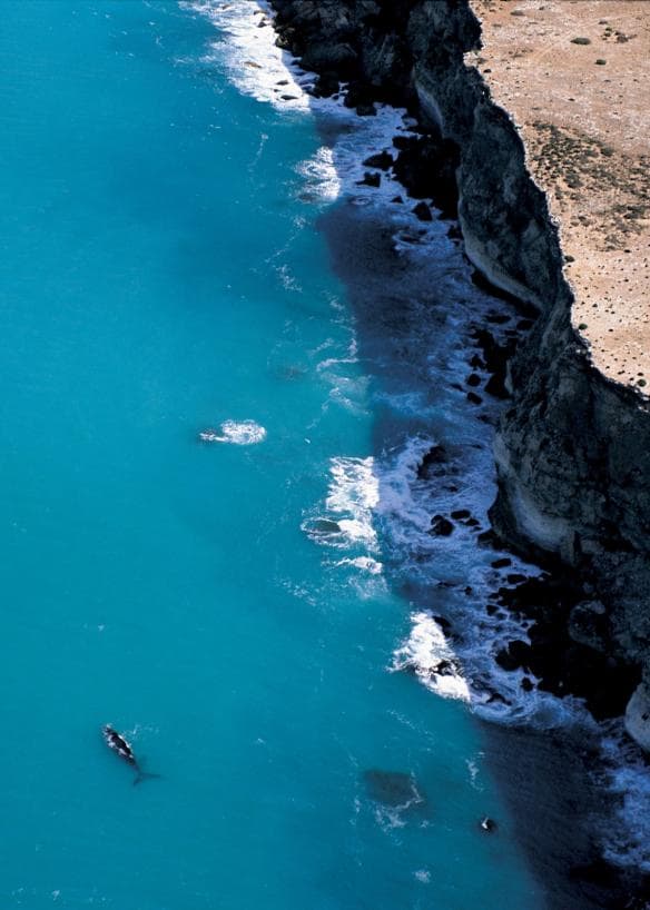 Head of Bight, Bán đảo Eyre, SA © Adam Bruzzone/South Australian Tourism Commission