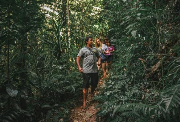 Walkabout Cultural Adventures, Vườn quốc gia Daintree, QLD © Tourism Tropical North Queensland