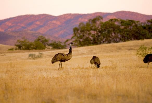 Arkaba, Dãy núi Flinders, SA © Wild Bush Luxury