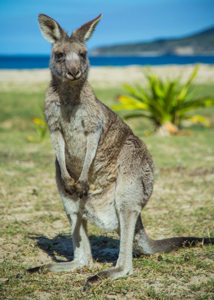 Bãi biển Pebbly, Bờ biển South Coast, NSW © Destination NSW
