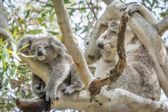 Hai chú gấu koala trên cây bạch đàn tại Đảo Raymond, Tiểu bang Victoria © Darren Donlen