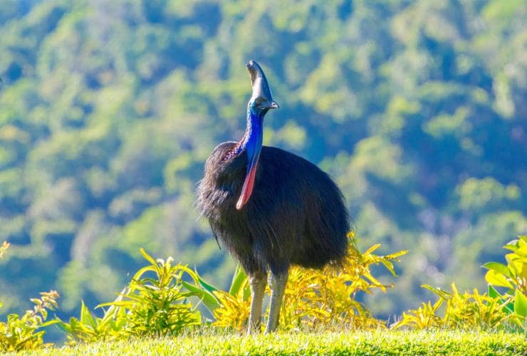 Một con đà điểu đầu mào lớn đứng trên cánh đồng, FNQ Nature Tours, Rừng mưa nhiệt đới Daintree, vùng Viễn Bắc Queensland © FNQ Nature Tours