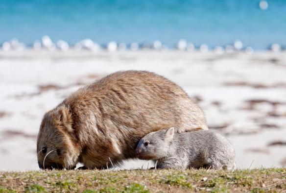 Gấu túi wombat mẹ và con đang gặm cỏ bên bãi biển, Đảo Maria, Tiểu bang Tasmania © Maria Island Walk