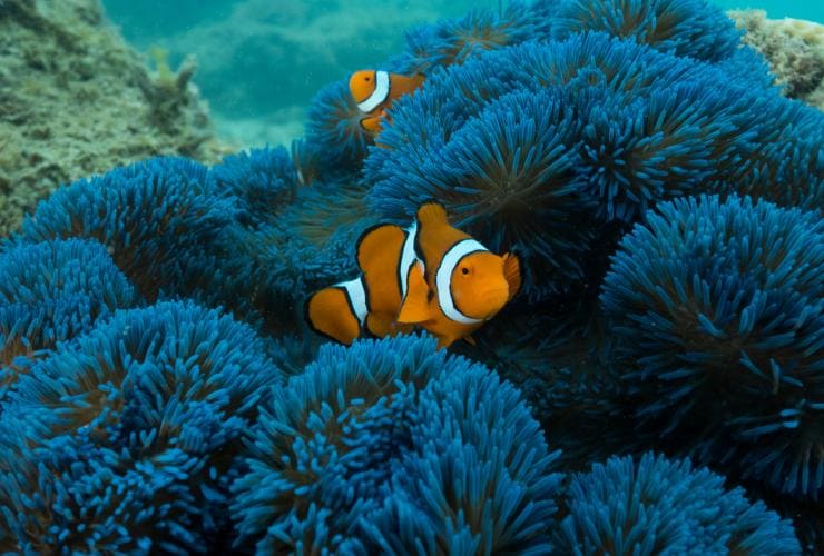 Cá hề bơi trong hải quỳ xanh biếc, Frankland Islands Reef Cruises, Quần đảo Frankland, Tiểu bang Queensland © Frankland Islands Reef Cruises