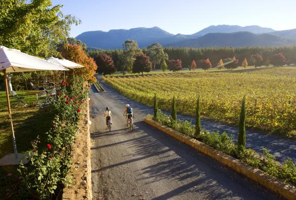 Đạp xe bên cạnh những vườn nho tại nhà máy rượu Boyntons Feathertop Winery, thị trấn Porepunkah, Tiểu bang Victoria © Victorian Wine Industry Association