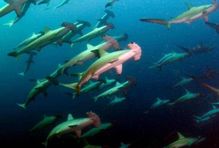 新南威爾士州西南岩的西南岩潛水中心之雙髻鯊©西南岩潛水中心