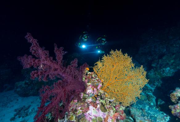 昆士蘭州魚鷹礁（Osprey Reef）的麥克柏爾潛水探險團©昆士蘭旅遊及活動推廣局