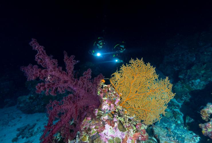 昆士蘭州魚鷹礁（Osprey Reef）的麥克柏爾潛水探險團©昆士蘭旅遊及活動推廣局