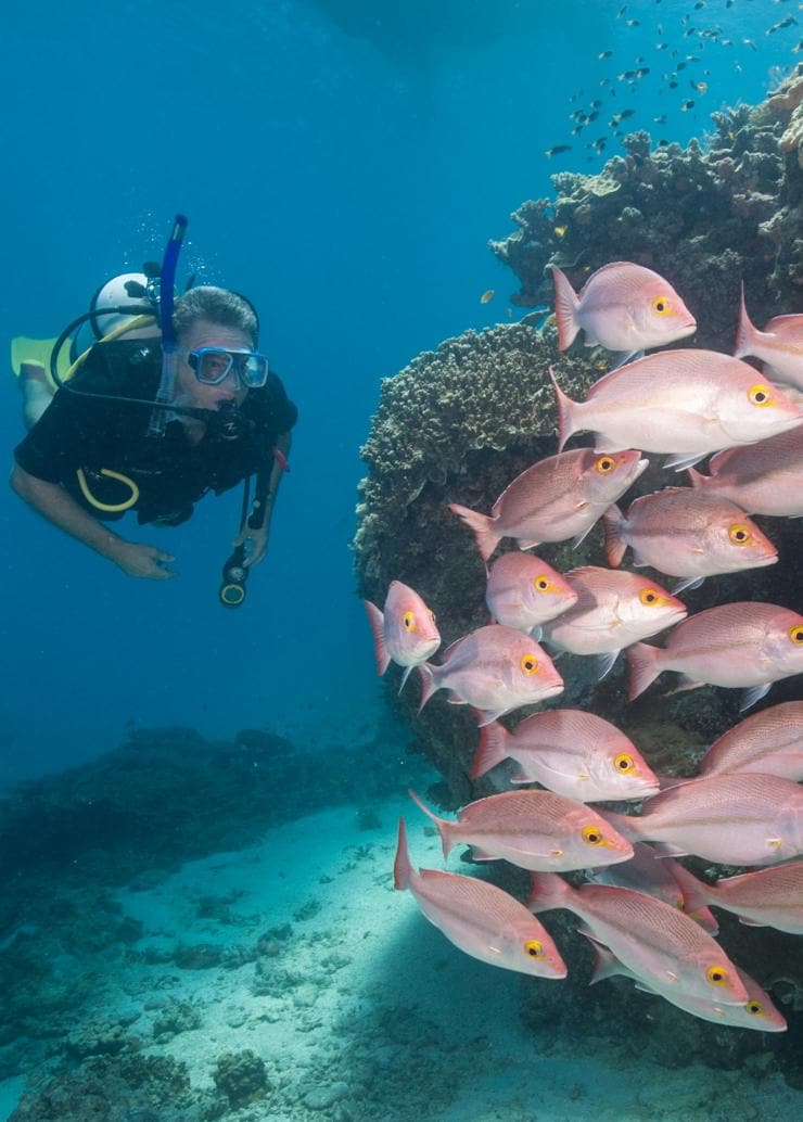 昆士蘭州大堡礁（Great Barrier Reef）的海龍島©昆士蘭旅遊及活動推廣局