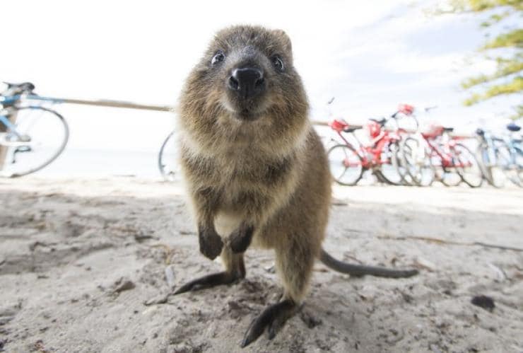西澳州羅特尼斯島的短尾矮袋鼠©西澳州旅遊局